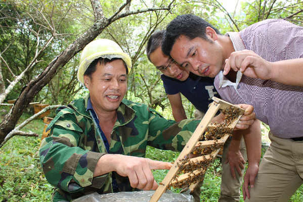 9月15日,钟山县花山瑶族乡的“蜂王”蔡瑞记在传授养蜂技术。
