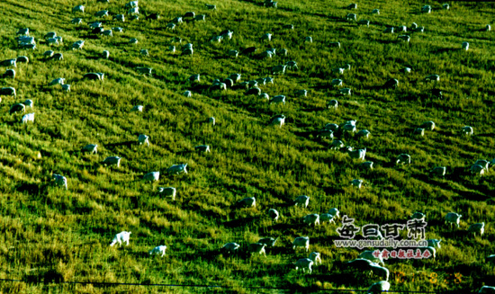 甘肃瓜州:全力创建省级现代农业示范区