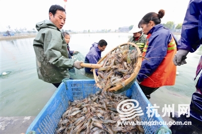 双浦沼虾捕捞。