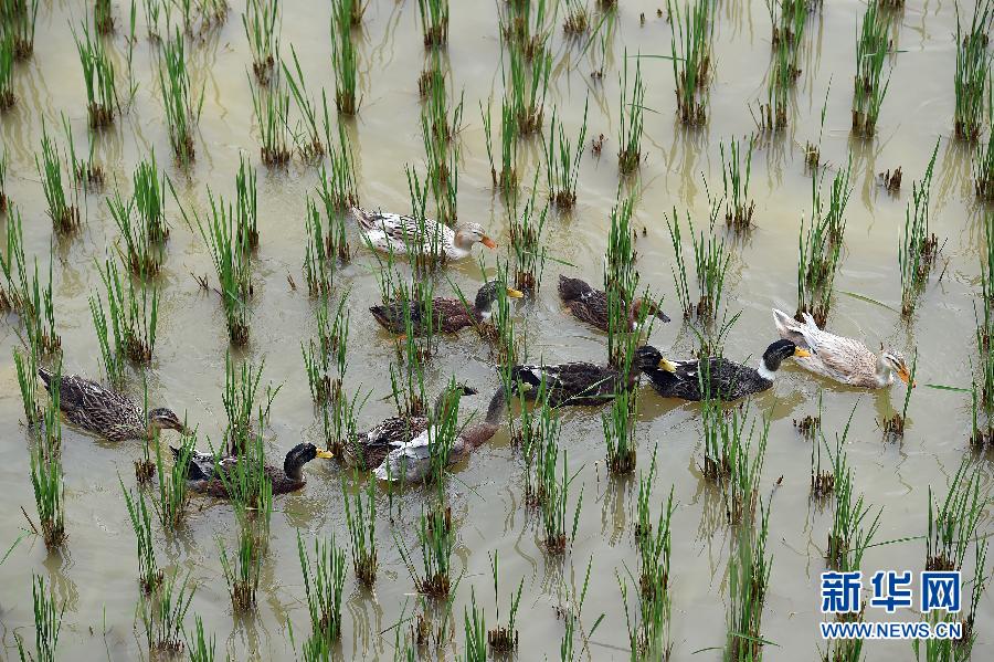 »1ݴӽȫҪũҵĻŲƵؾ÷չ