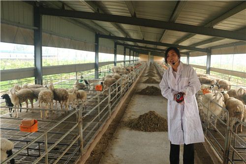 洋式农民养“洋羊”发财