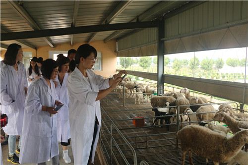 来自全国各地的美女记者们对着这些来自国外的“喜羊羊”拍照