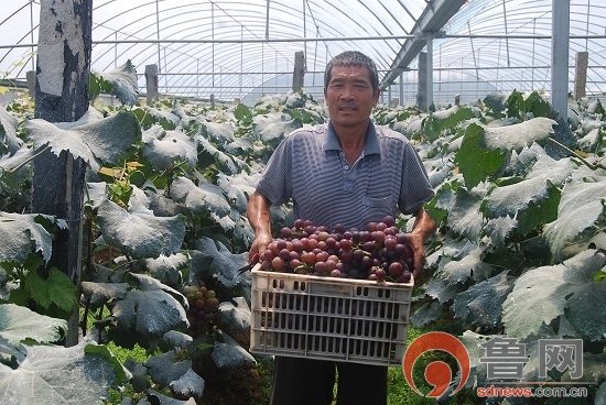 种植户董现忠采摘的葡萄