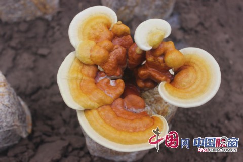 山东来的媳妇建起了灵芝种植园2