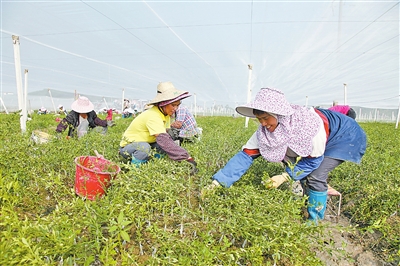 兴宾新型现代化农业示范基地带动当地群众发展