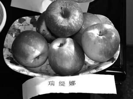 ��ǰ������̨��ũҵ��ѧ�о�Ժ�о��ġ��б�ƻ��������Ʒ�ֺ��������о����ƹ����á���Ŀ��˳��ͨ����̨�пƼ�����֯��ר�����ա�������̨���������������ؿ�ѧ�ҵĺ���ѡ����֦��Ҷï��˶�����۵���̨ƻ�����ͥ��������10��ƻ��Ʒ�֡���ЩƷ�־�����ŷ��Ѫͳ���ӱ�����������ɸѡ��4���������󱦱���������Ʒ����Դ����̨����Ʒ���ӽ�ѡ����6������Ѫ��������