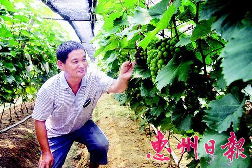 张汝孙在巡查葡萄长势。