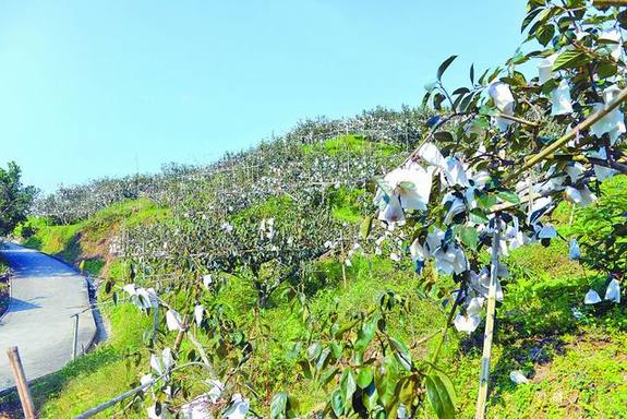 ͼ�٣���ɽ������������