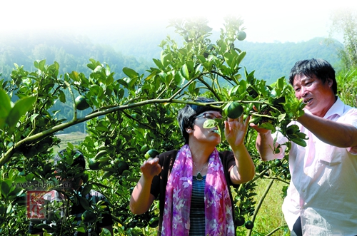 Ҷʽӣң򸣽漣ƼԱܣʹлʺ̷ֳЧ