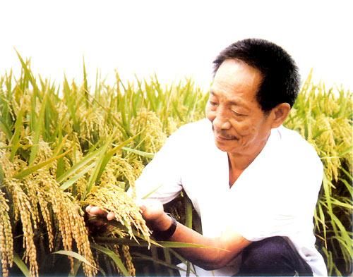 超级稻风暴眼中的袁隆平:埋头攻关水稻“核武器”半年走遍大遍大半个中国