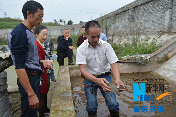 合川罗贵云:养生态甲鱼 带领村民致富