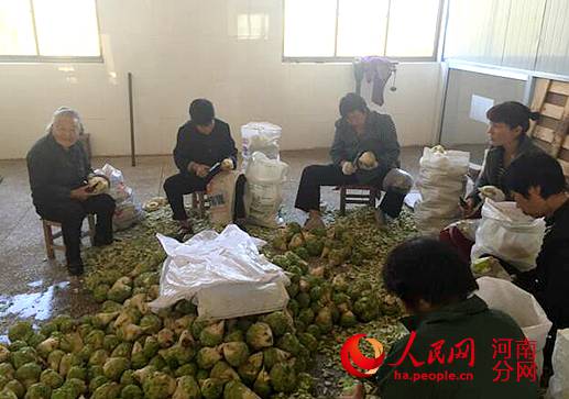 登封农民争当“芥丝人” 种芥菜致富就是这么给力!