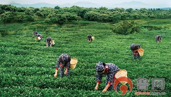 临沂临港区万亩茶园