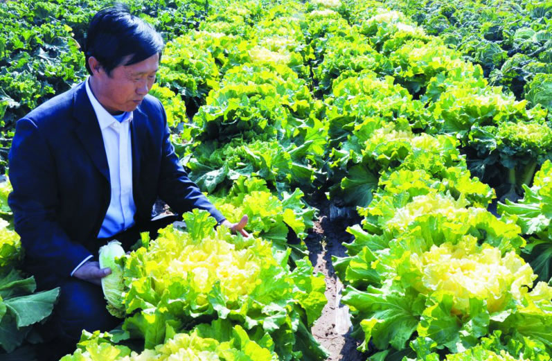 ����Ľ��ݴ�ײ˳���ϲ�ˡ�