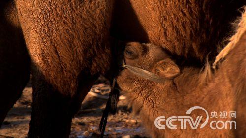 江洪海:倔强男人 大漠里淘出不一样的财富《致富经》3