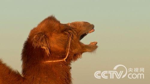 江洪海:倔强男人 大漠里淘出不一样的财富《致富经》2