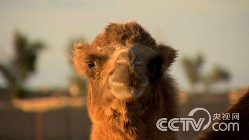 江洪海:倔强男人 大漠里淘出不一样的财富《致富经》5