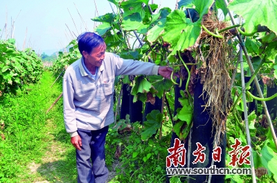 何远景今年所种的冬瓜个头均非常大,目前已被客商全部预定。