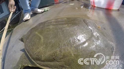 落魄中年汉 一招赢先机 带动上百农户一起养甲鱼致富《致富经》2