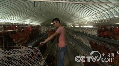 陈功亮:25岁小伙靠不吃的鸡蛋发财《致富经》7