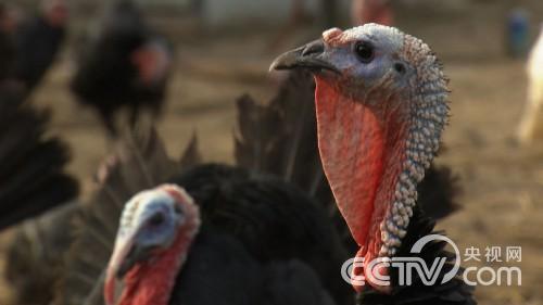 陈功亮:25岁小伙靠不吃的鸡蛋发财《致富经》5