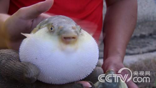 何华先:睡觉的鱼好赚钱《致富经》4