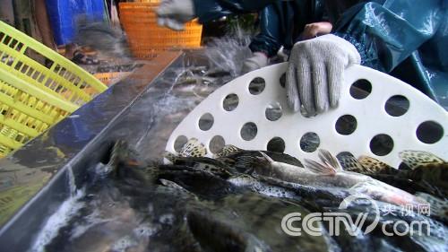 何华先:睡觉的鱼好赚钱《致富经》3