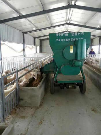 湖北荆州:海归学子养湖羊 不光做大还做强