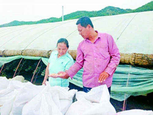 图为战加庄(右)在指导工人平菇栽培技巧。