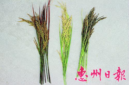 󣩺׵ȣУ׵ȣң׵ȡ