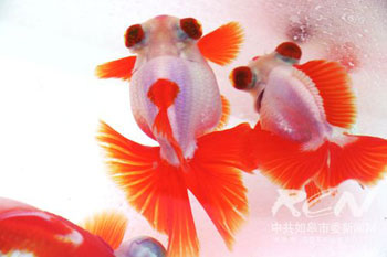 图为获奖金鱼品种。