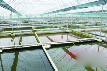 图为养殖基地。