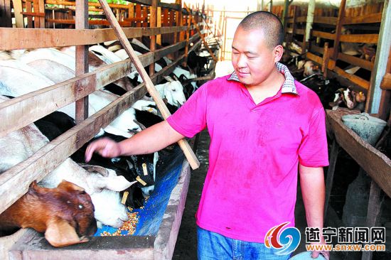 四川新星乡:80后小伙王万成回乡发“羊财”