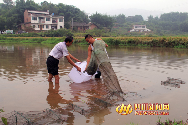 工人正在捕捞大闸蟹