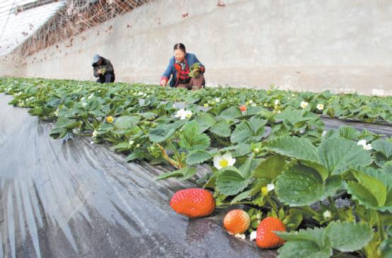 ǧɽŽ´۹ũҵΪũչ²ҵ