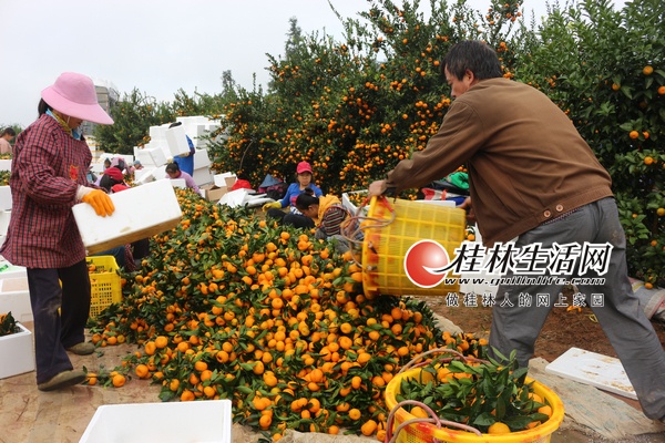 �����Ϸ��۽�ժ�£�ֱ�ӵ�������ͷ����ʼ����ɸѡ��