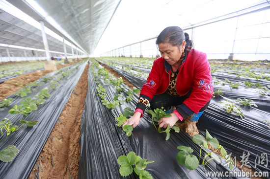 移民户邓雪在产业园干起了种植工作
