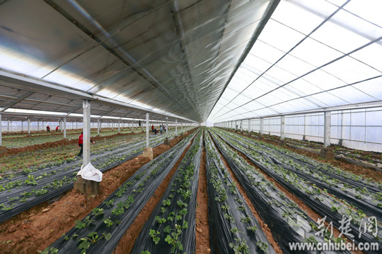 百果园内的草莓种植区