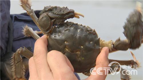 卢泽辉:靠懒鱼翻身的90后小伙《致富经》6