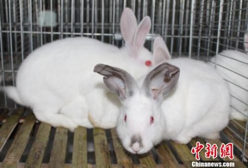 健壮活泼的兔子