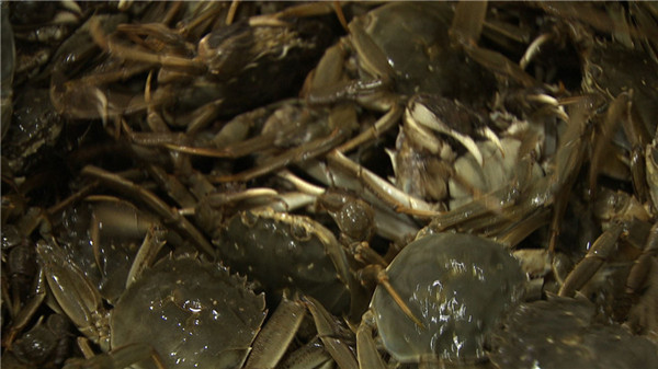 浙江湖州市:千万财富从发现螃蟹的“脸”起步《致富经》