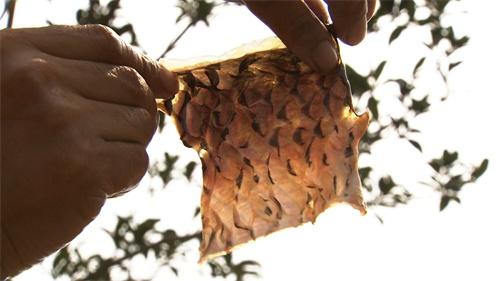 Âíλǿ£º¿¿ÓãÆ¤×¬Ç®µÄÈË¡¶Ö¸»¾¡·