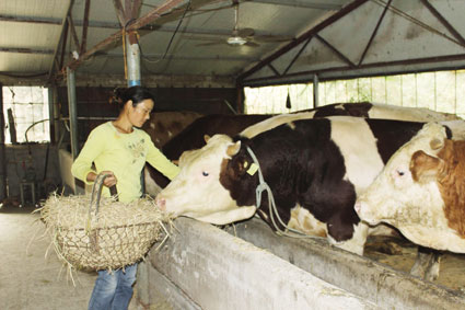 图:韩振艳的妻子正在喂牛