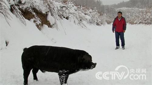 魏树波:林海雪原斗野猪《致富经》