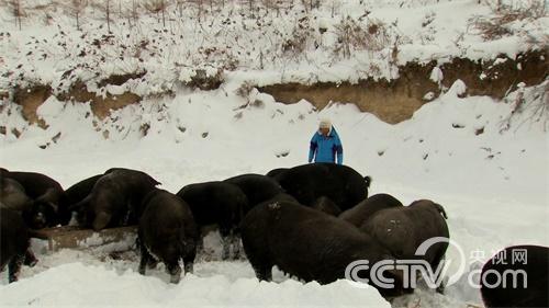 魏树波:林海雪原斗野猪《致富经》