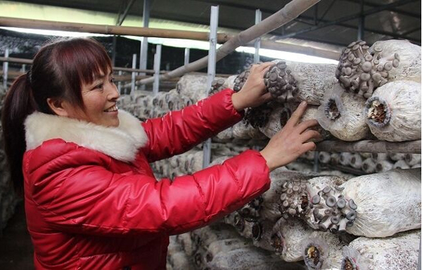 仁寿县曲江乡村民自主创业 冬季蘑菇喜获丰收