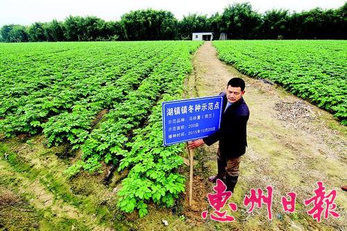 湖南邵阳:半路出家种土豆带动村民齐致富
