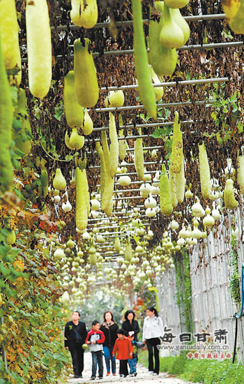 天水国家农业科技园区珍奇瓜果长廊吸引了众多游客。
