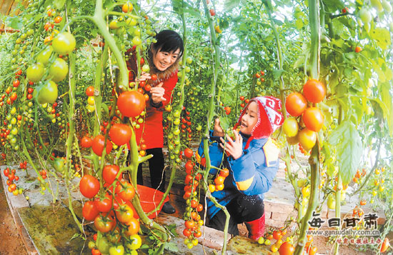 敦煌市杨家桥乡现代农业示范园区吸引了大量市民前来游园观光、采摘新鲜蔬菜。