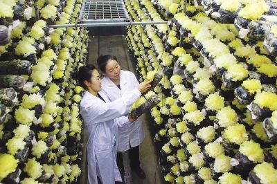 �����в��ϼӴ�ũҵ�Ƽ���������